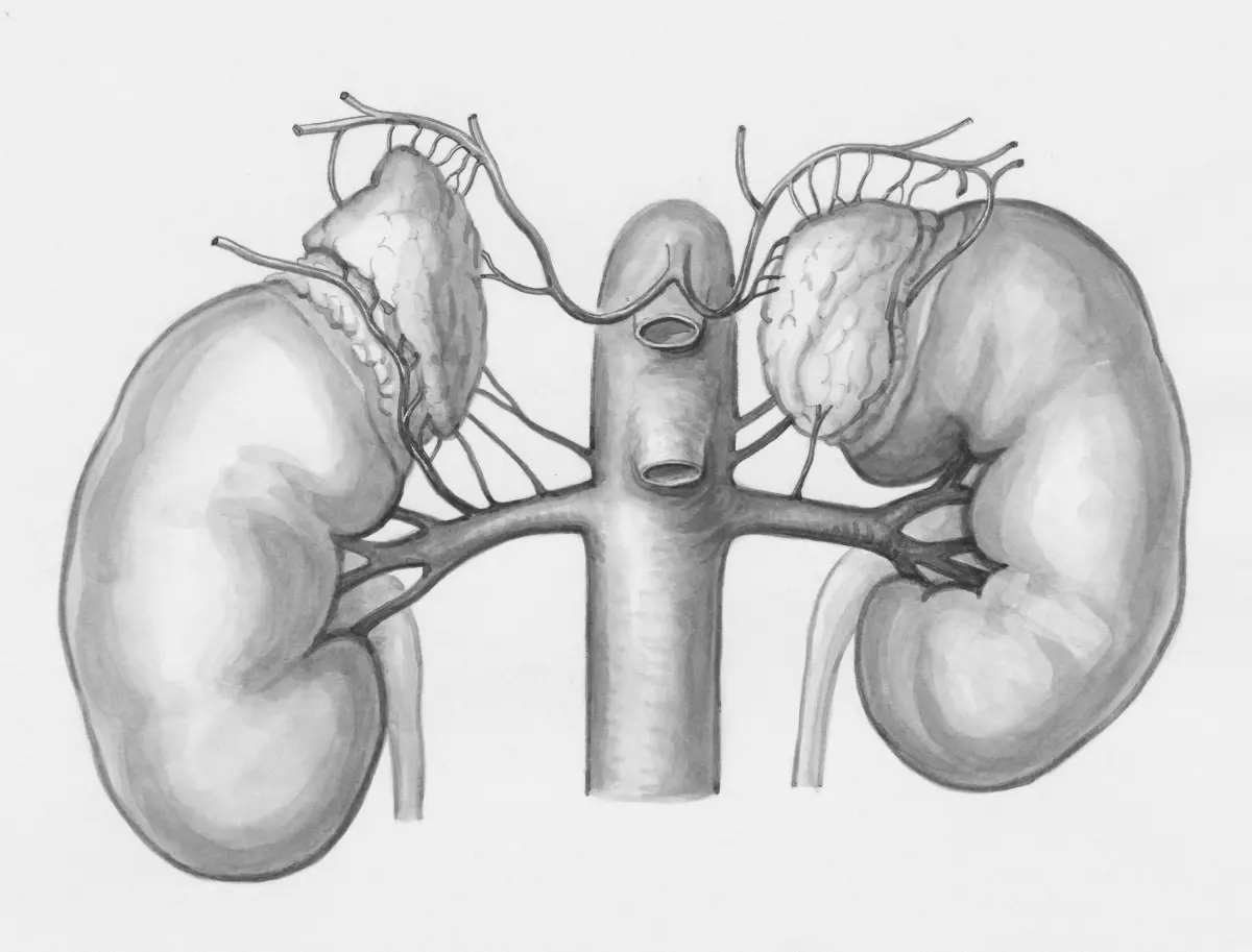 GFR kidney function chart showing filtration rate and kidney health illustration