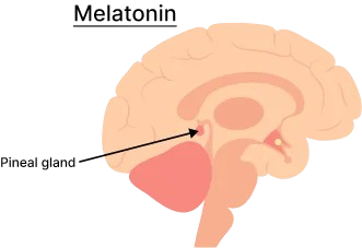 pineal gland