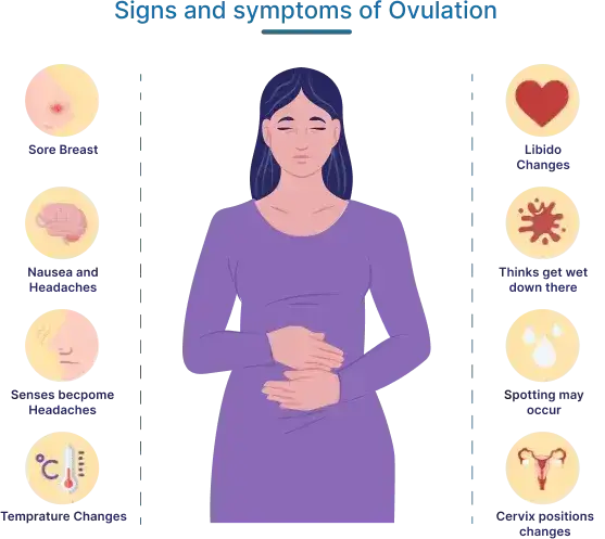 Signs of Ovulation