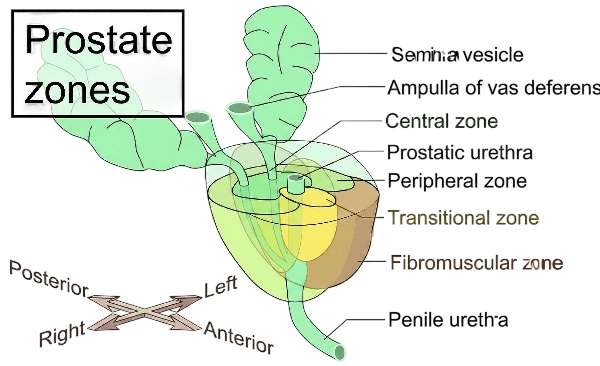 Prostrate