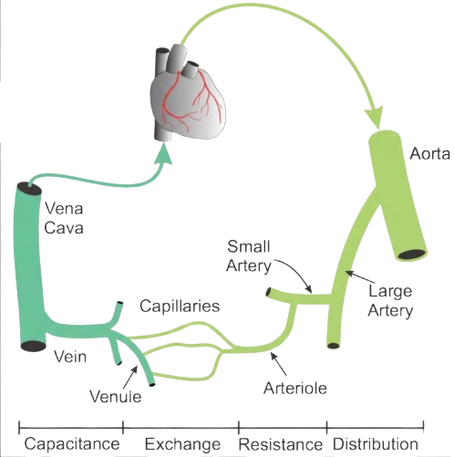 What is Systemic Vascular Resistance
