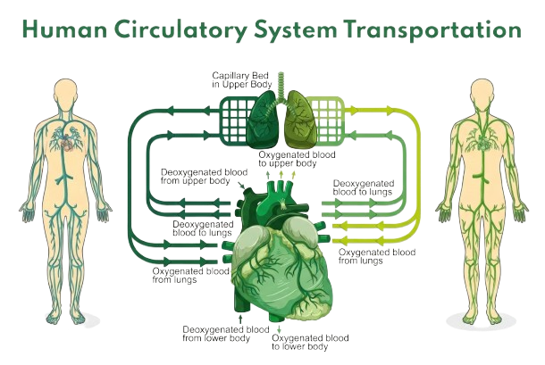 Blood circulatory system