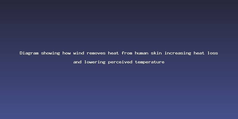 Diagram showing how wind removes heat from human skin increasing heat loss and lowering perceived temperature
